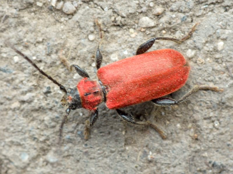 Pyrrhidium sanguineum (Linnaeus, 1758)